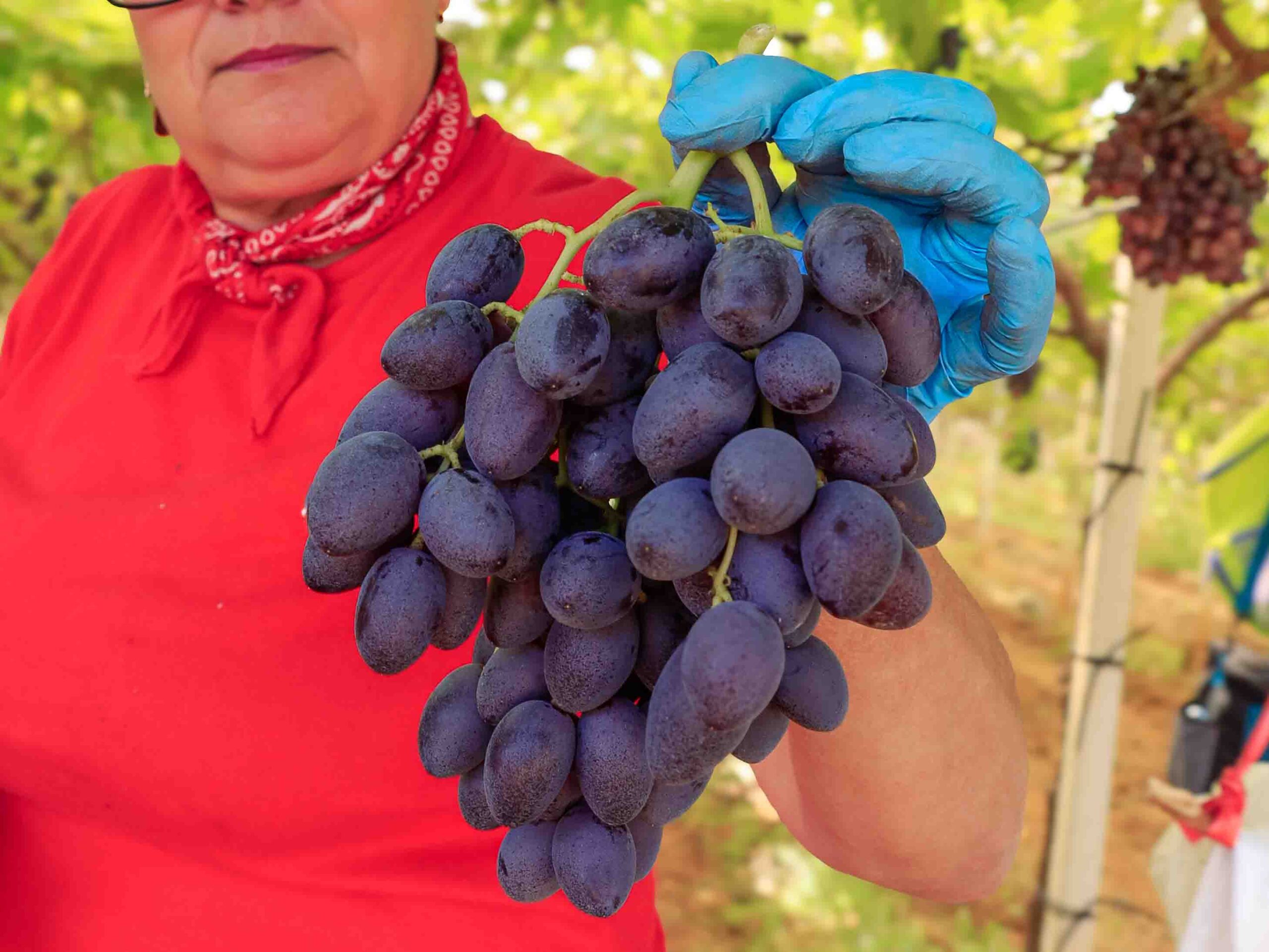 Uva Fruit Bona