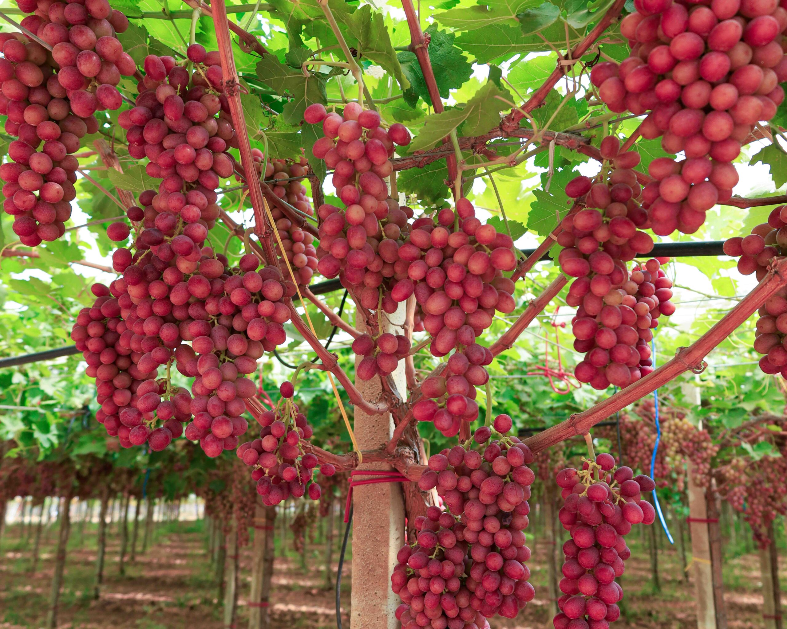 Uva Fruit Bona