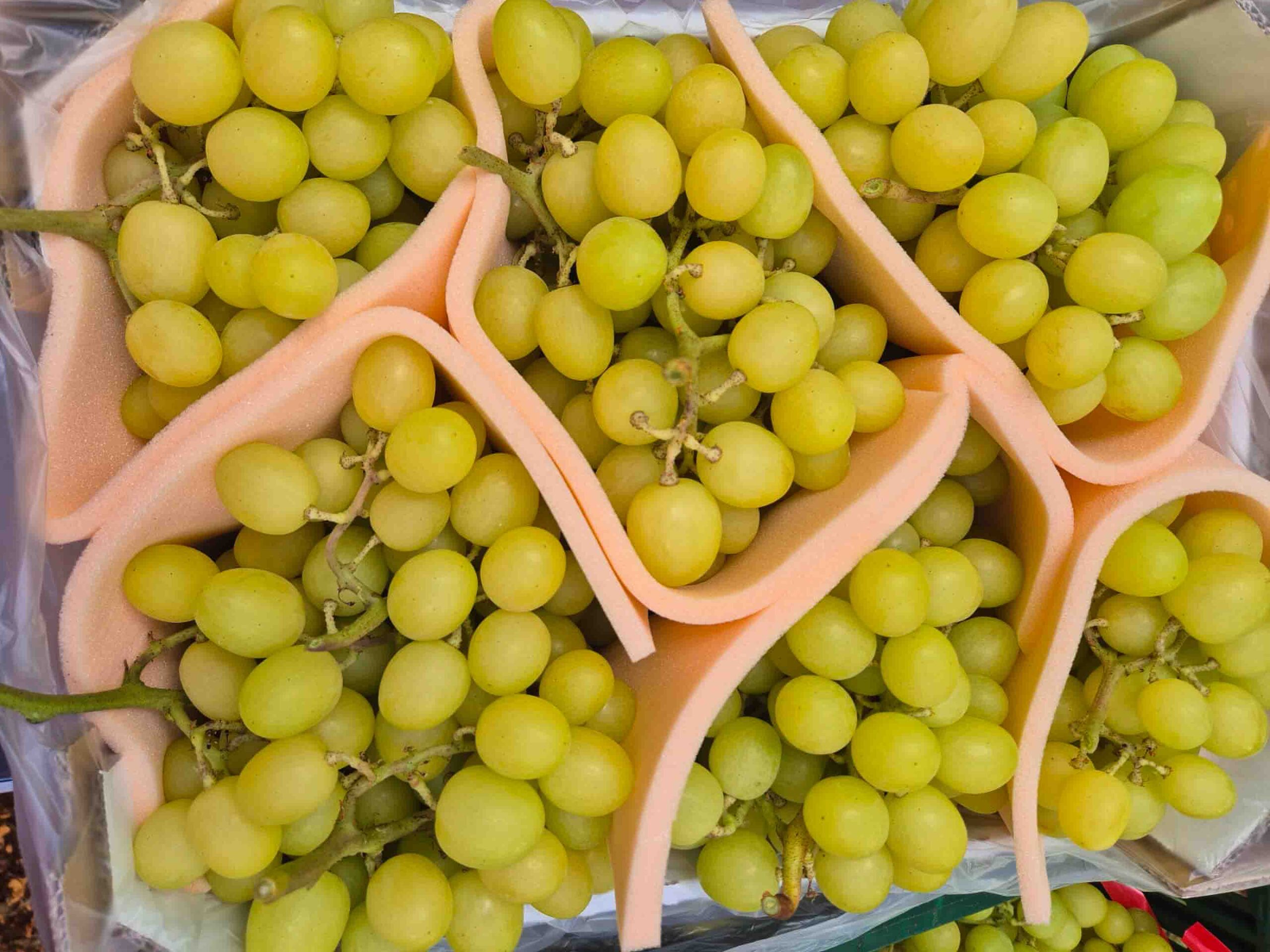 Uva Fruit Bona