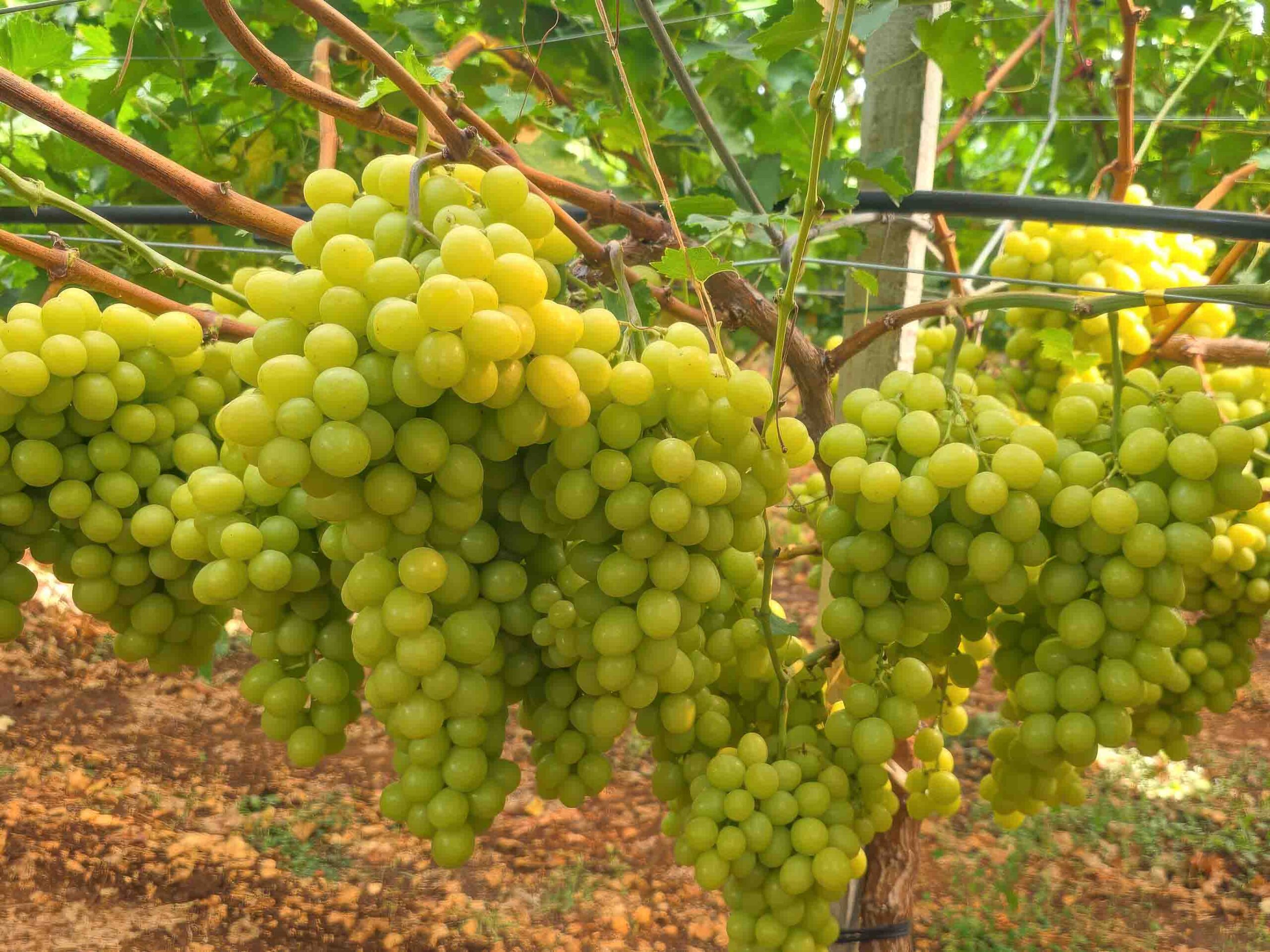 Uva Fruit Bona